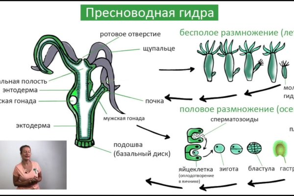 Kraken ссылка официальная