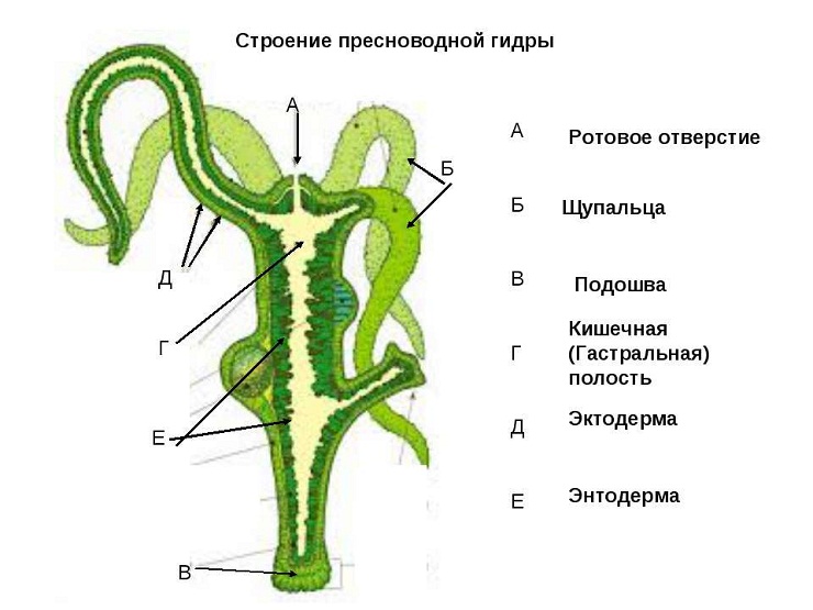 Кракен переход